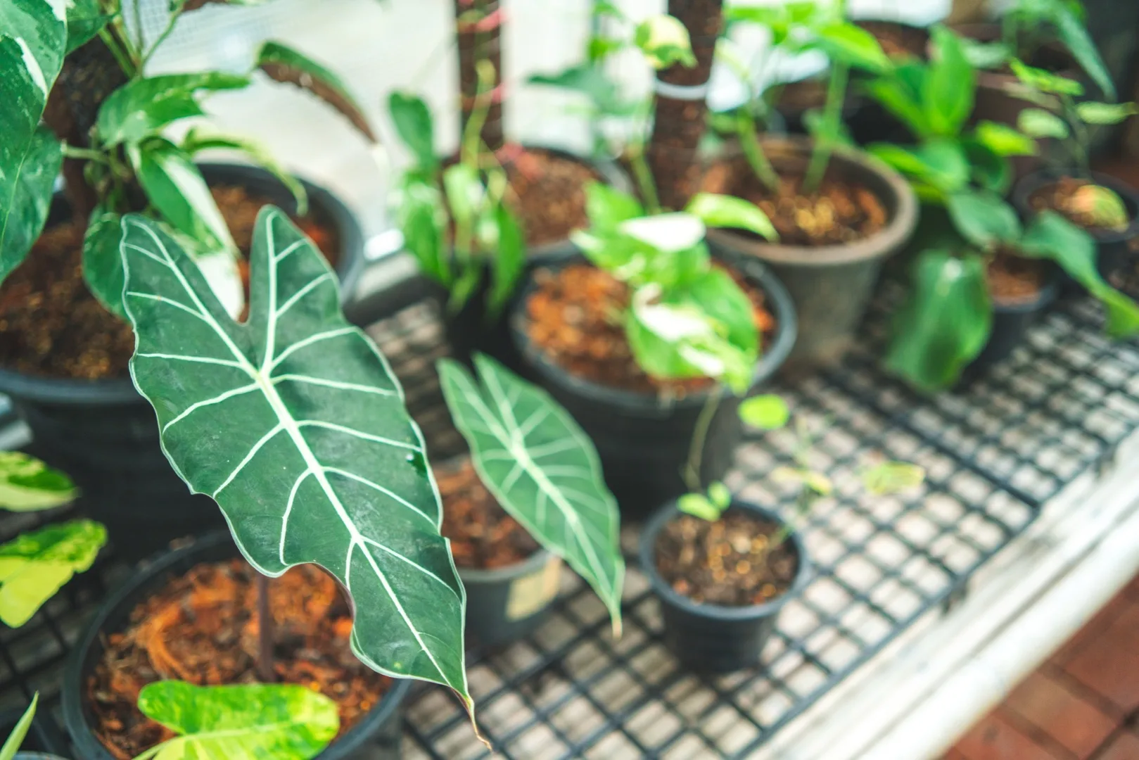 Leggy Plants: Why They Stretch and How to Fix Them