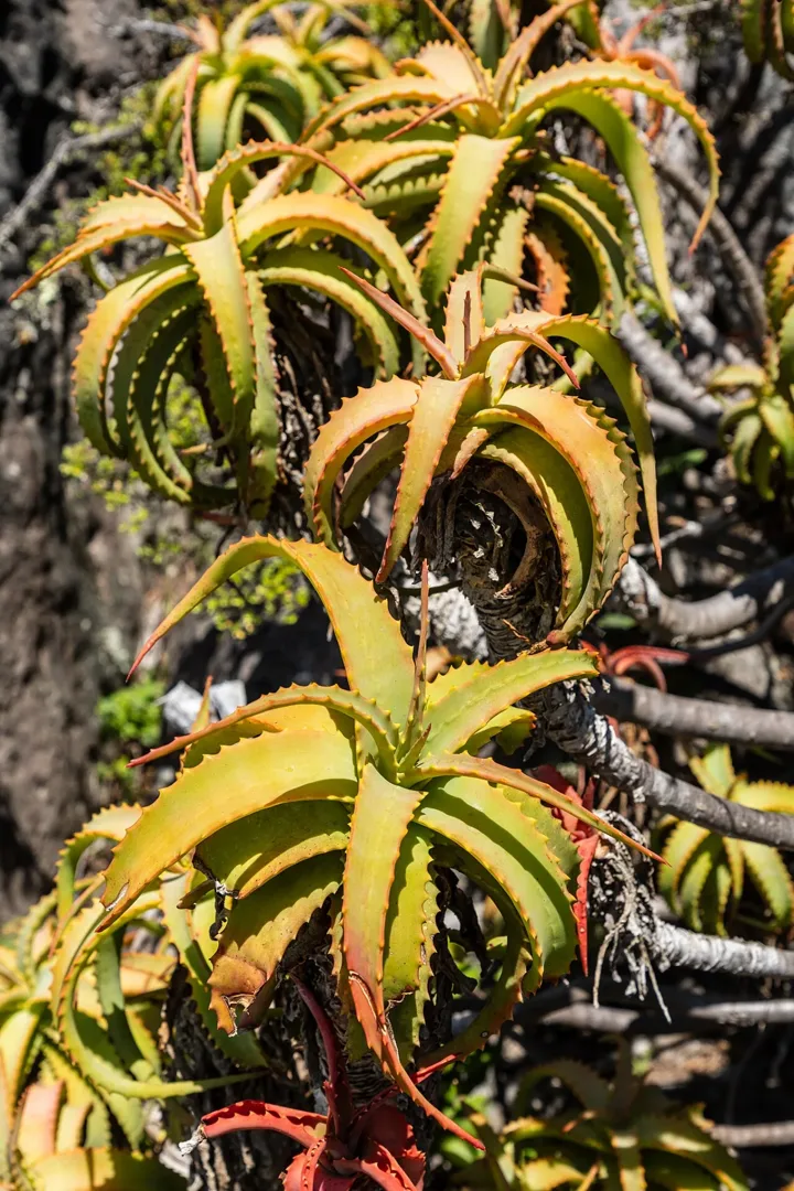 Drought Tolerant Plants