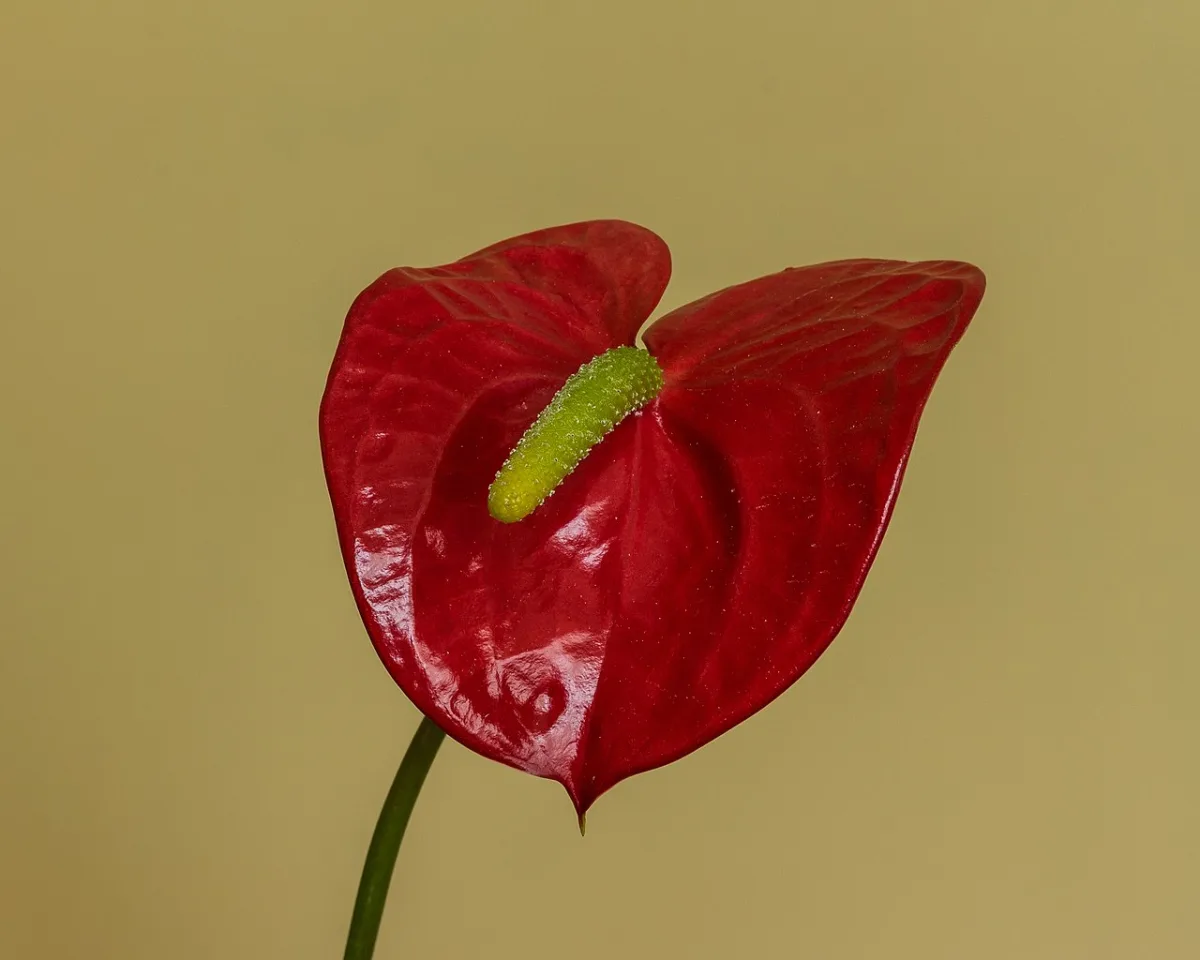 Best Flowering Houseplants