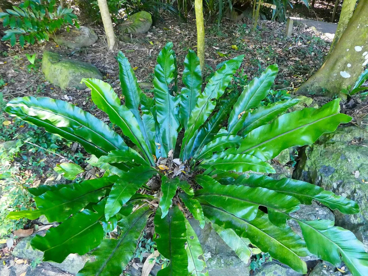 Bird's Nest Fern