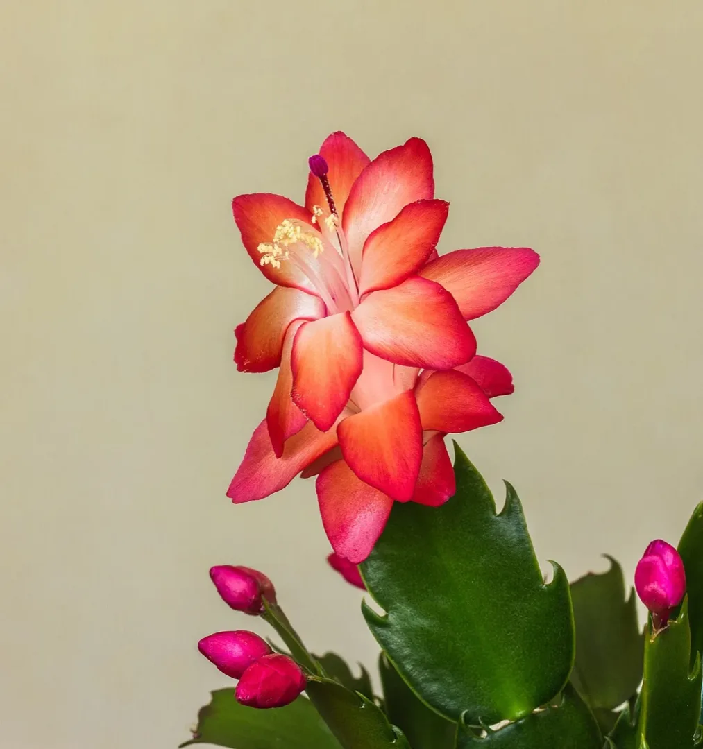 Christmas cactus in bloom
