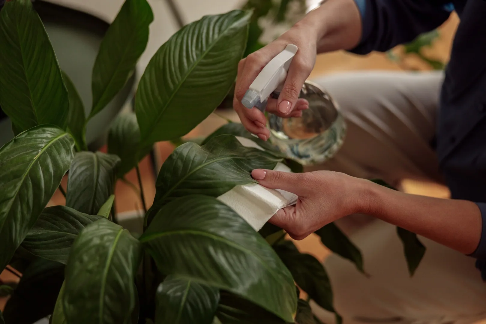 Sticky Leaves on Houseplants: Causes and Solutions