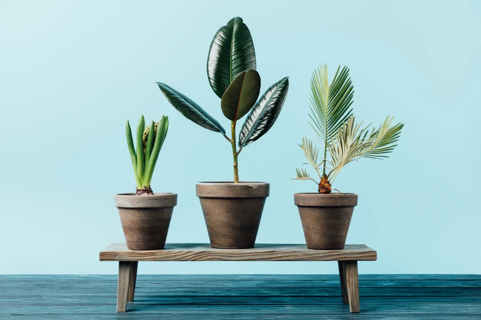 Brown and Crispy Plant Leaves: Causes and Fixes
