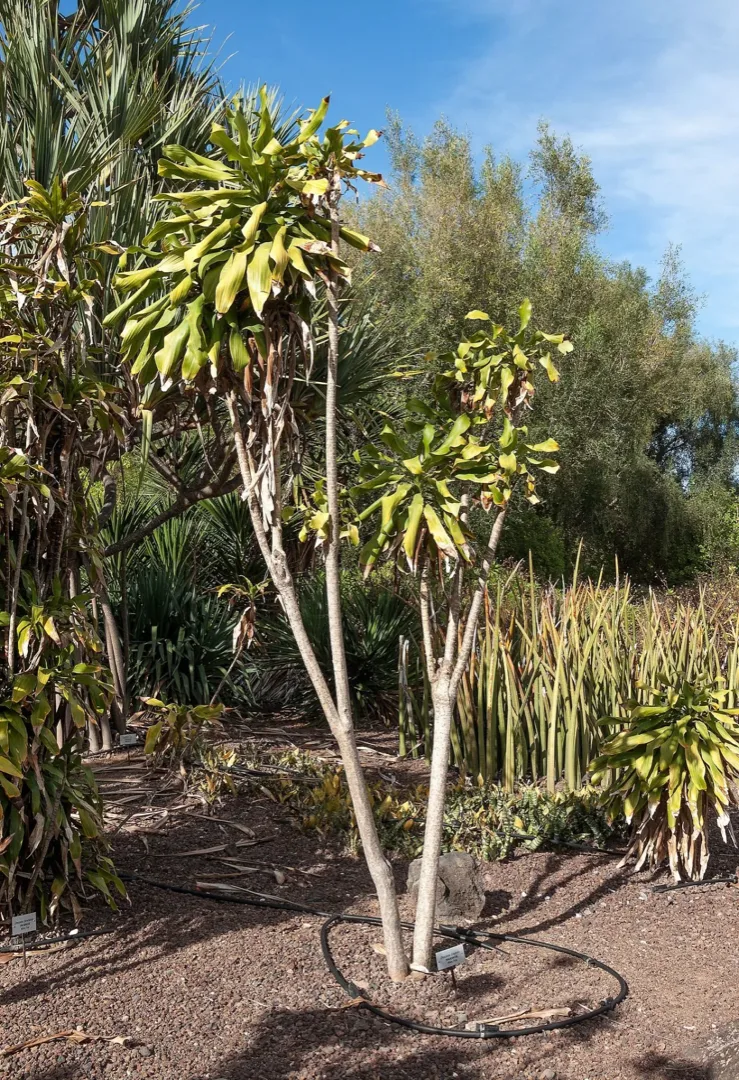 Best Plants for Offices