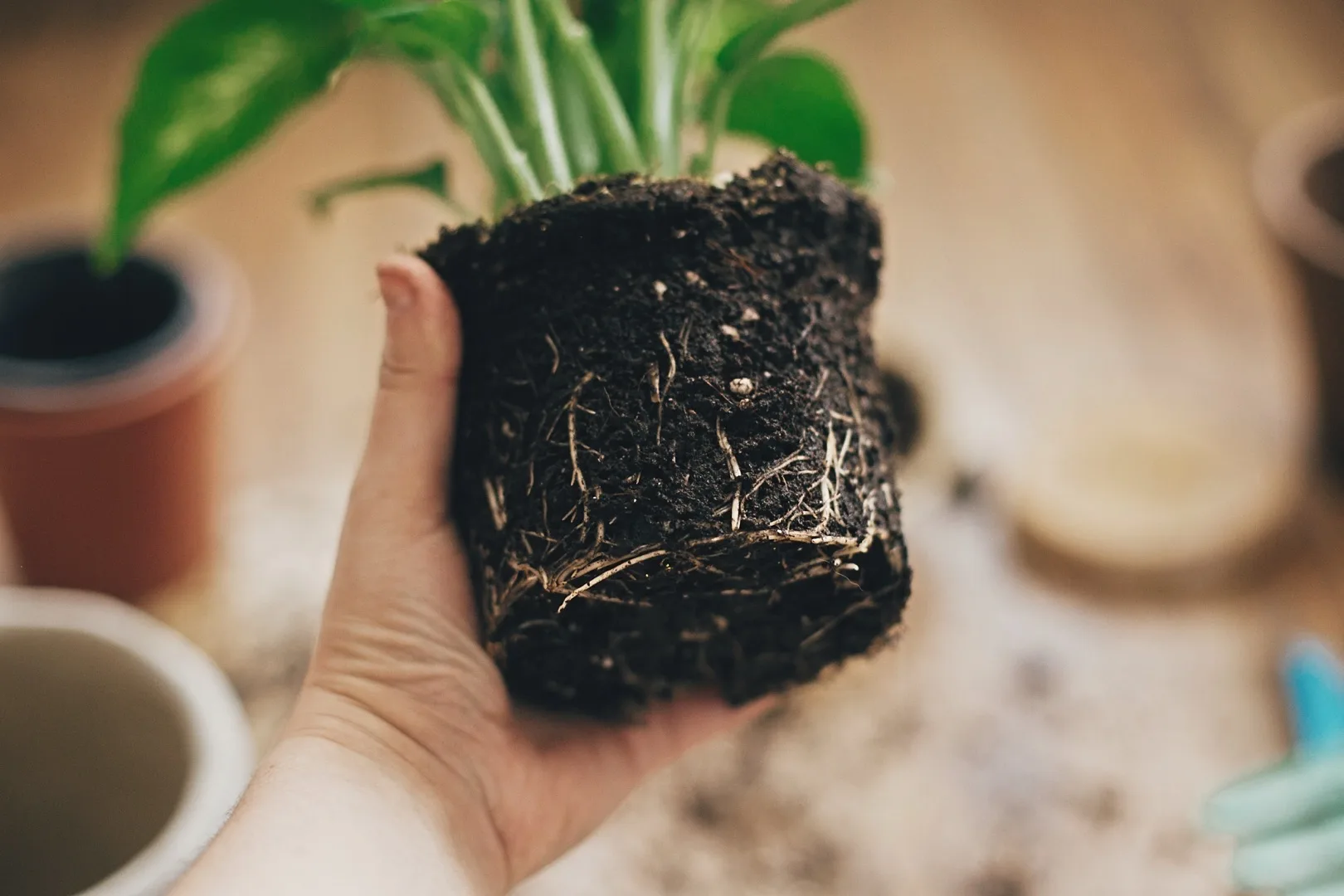 Plant Drooping After Repotting? Here is What to Do