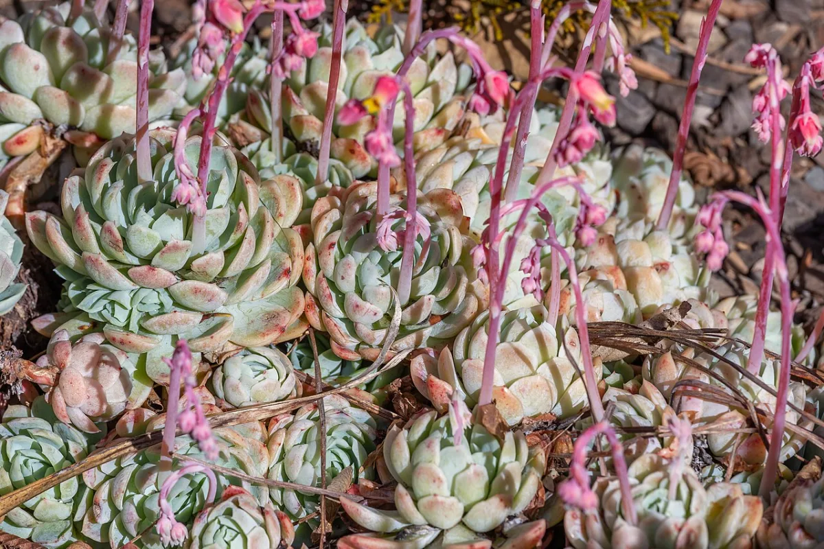 How to Propagate Succulents: Leaf & Stem Guide