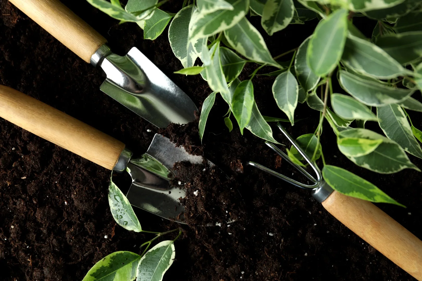 Mushy Stem on Your Plant? How to Save It
