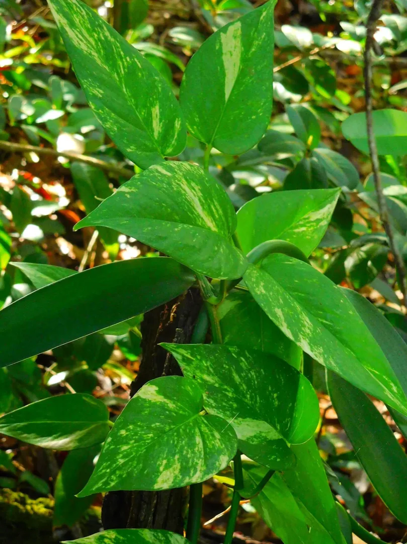 How to Propagate Pothos: Water, Soil, and Sphagnum Moss