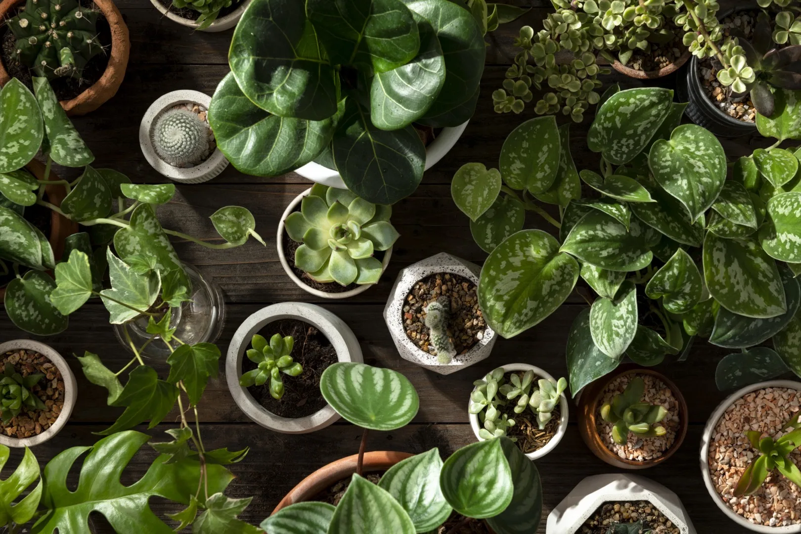 White Spots on Plant Leaves: What They Are and How to Fix Them