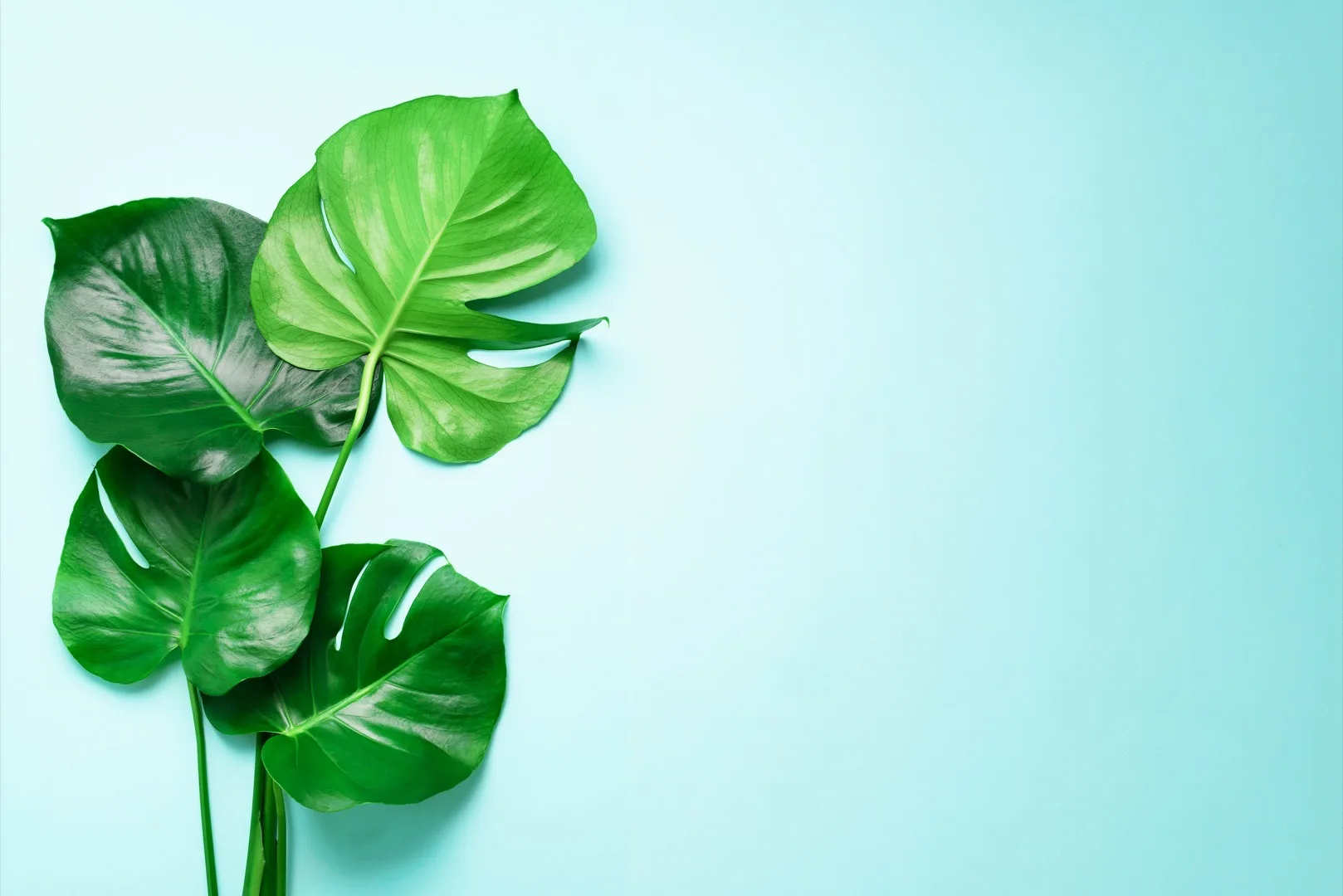 Can Monstera Grow in Water? Complete Hydroponic Guide