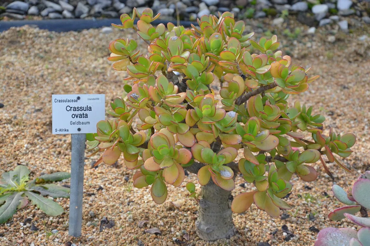 Jade Plant