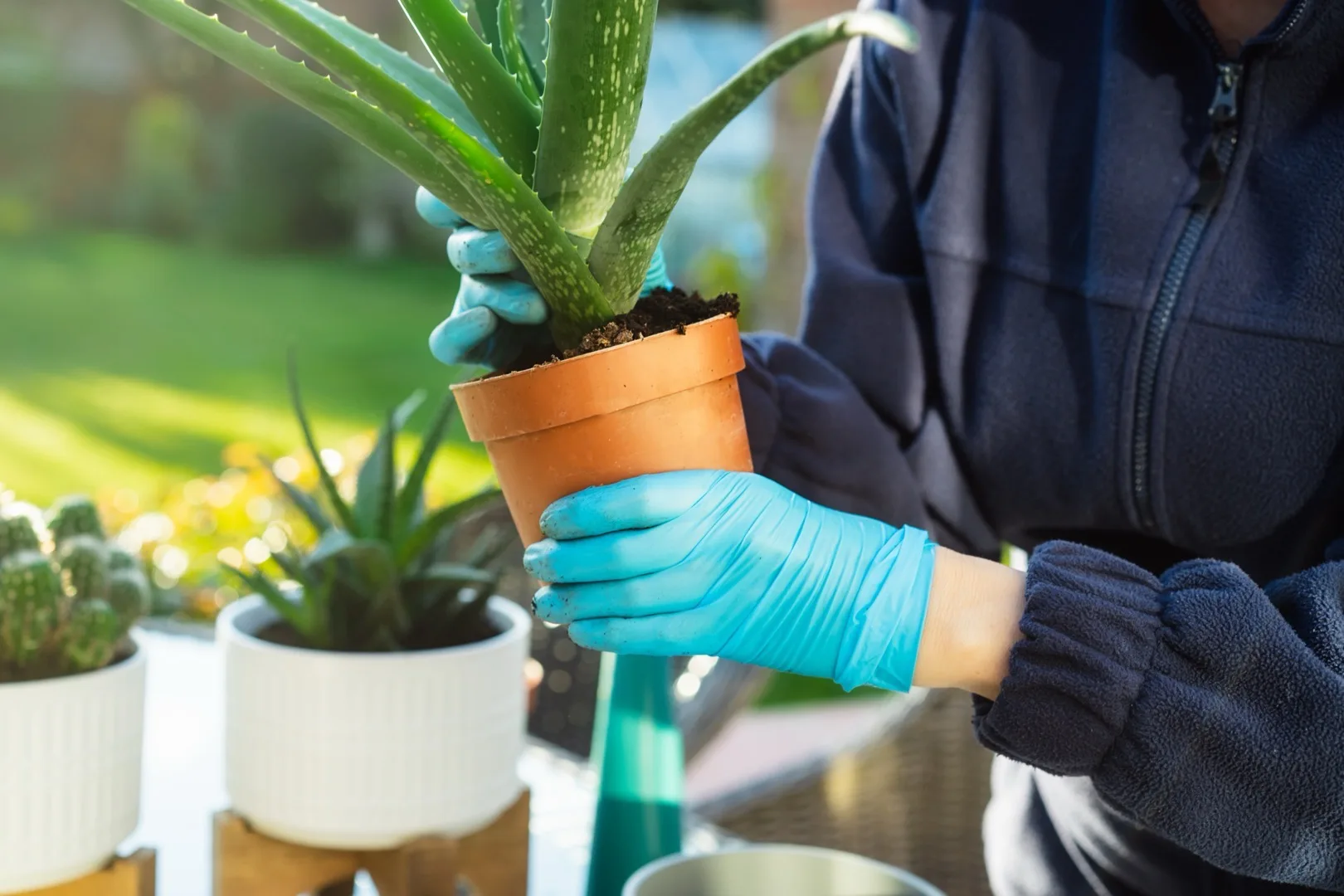 Moving Plants Outside for Summer: How to Harden Off