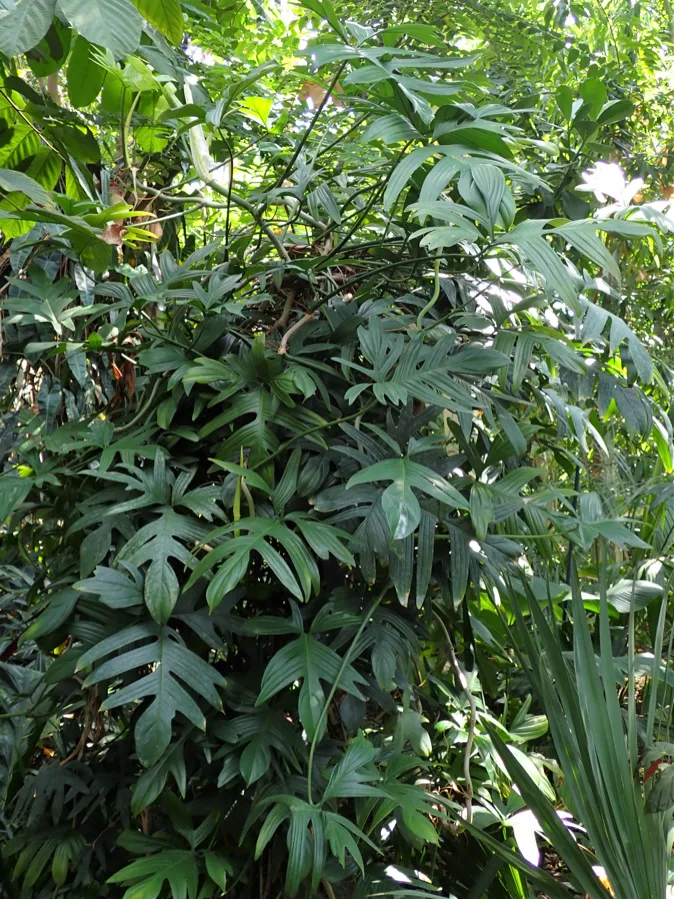 Philodendron Florida Ghost