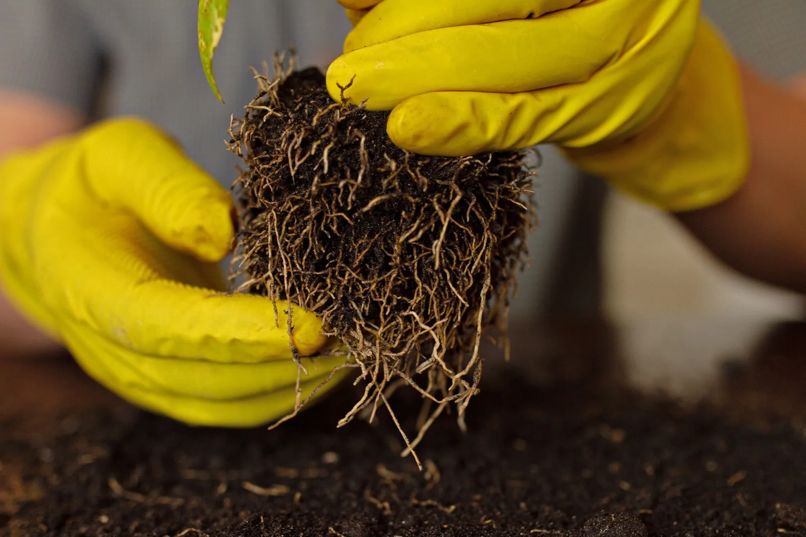 When to Repot Your Houseplant: 7 Signs It's Time