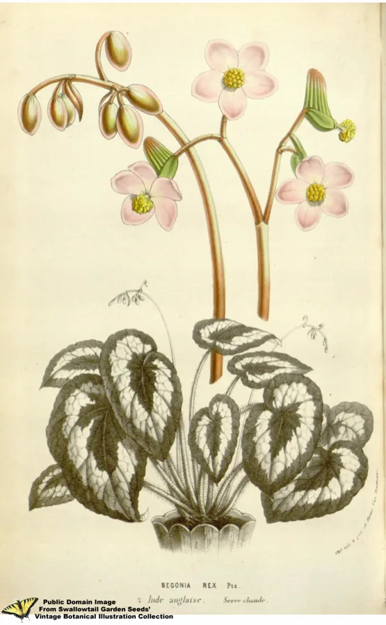 Rex Begonia