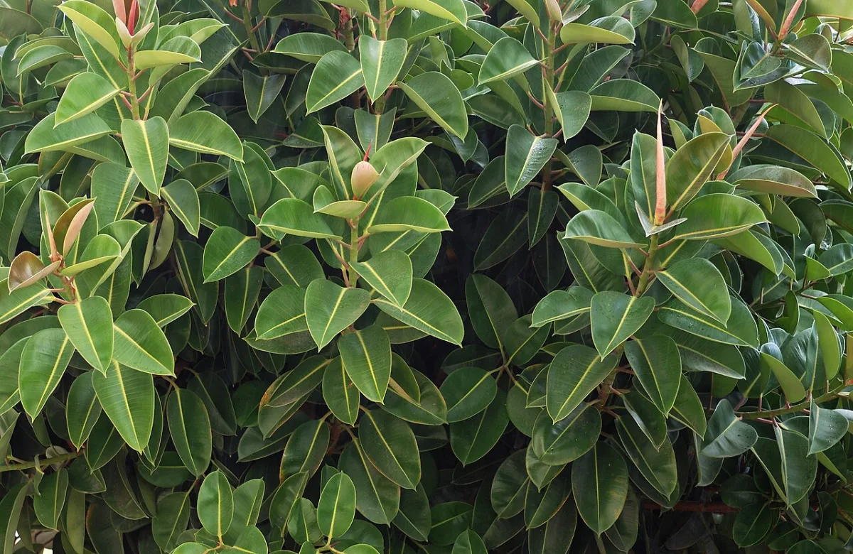 Rubber Plant