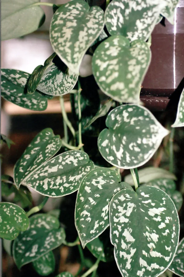 Pothos Varieties: 15 Types from Common to Rare