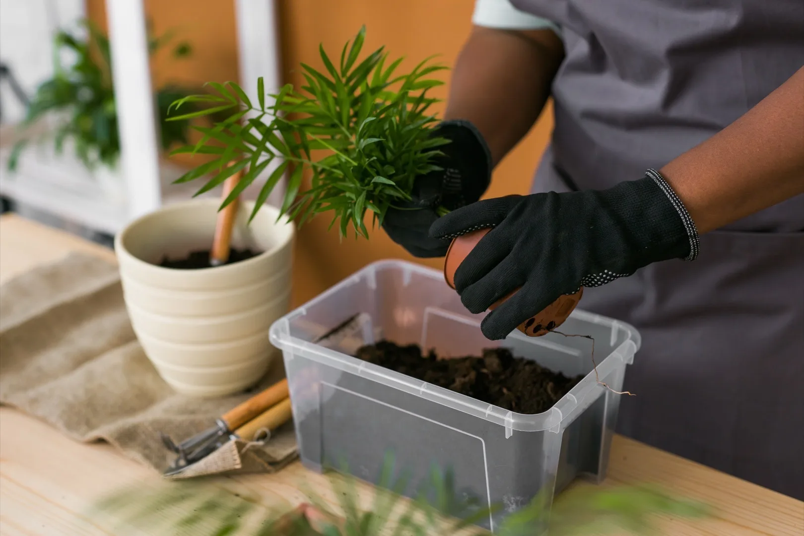 Why Is My Plant Losing Leaves? 9 Common Reasons