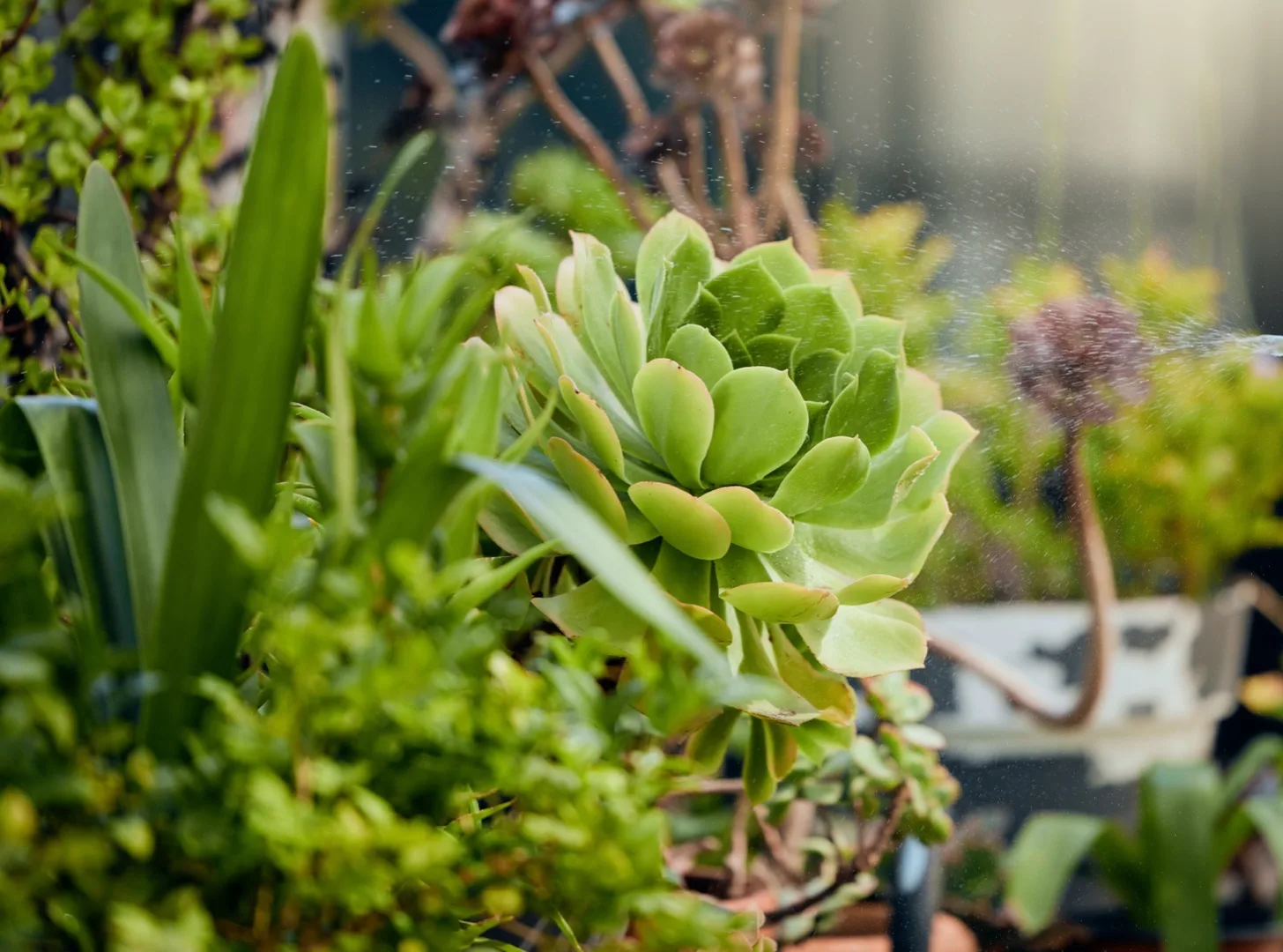 Summer Plant Care: How to Keep Plants Alive in the Heat