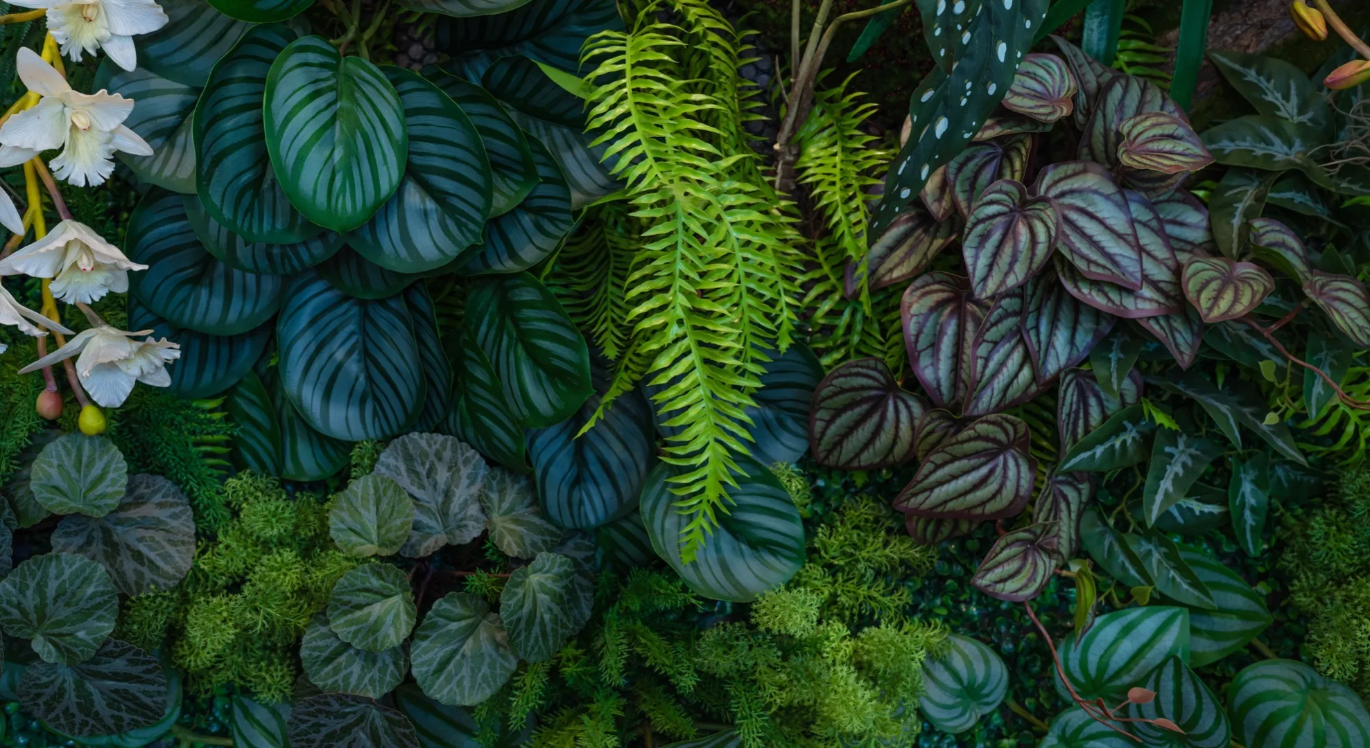 Black Spots on Plant Leaves: Causes, ID and Treatment