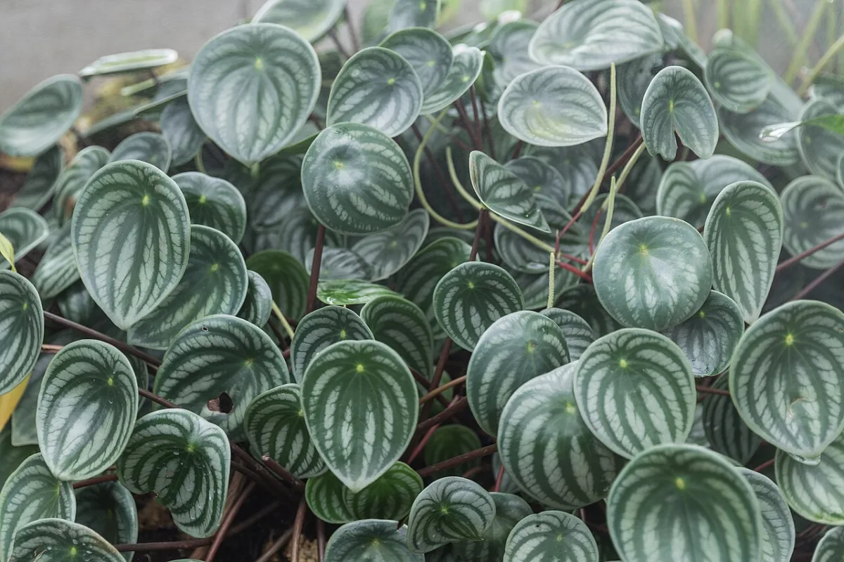Watermelon Peperomia