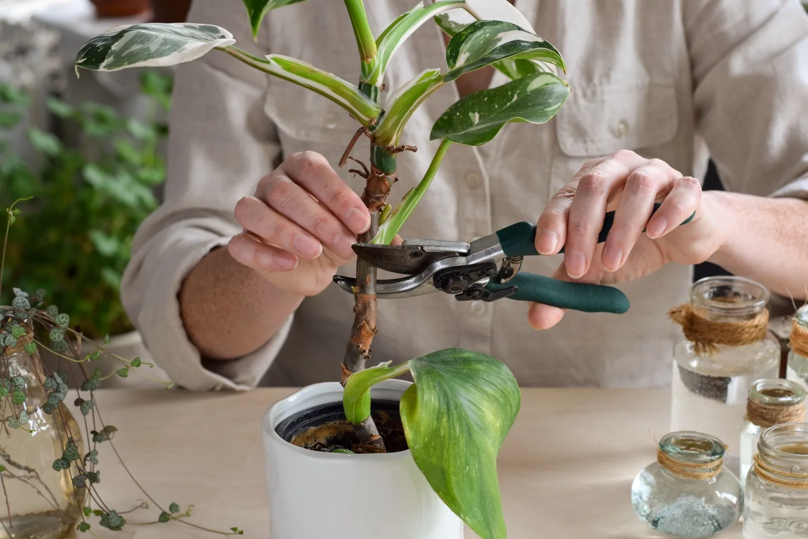 Best Propagation Stations for Your Home (2026)