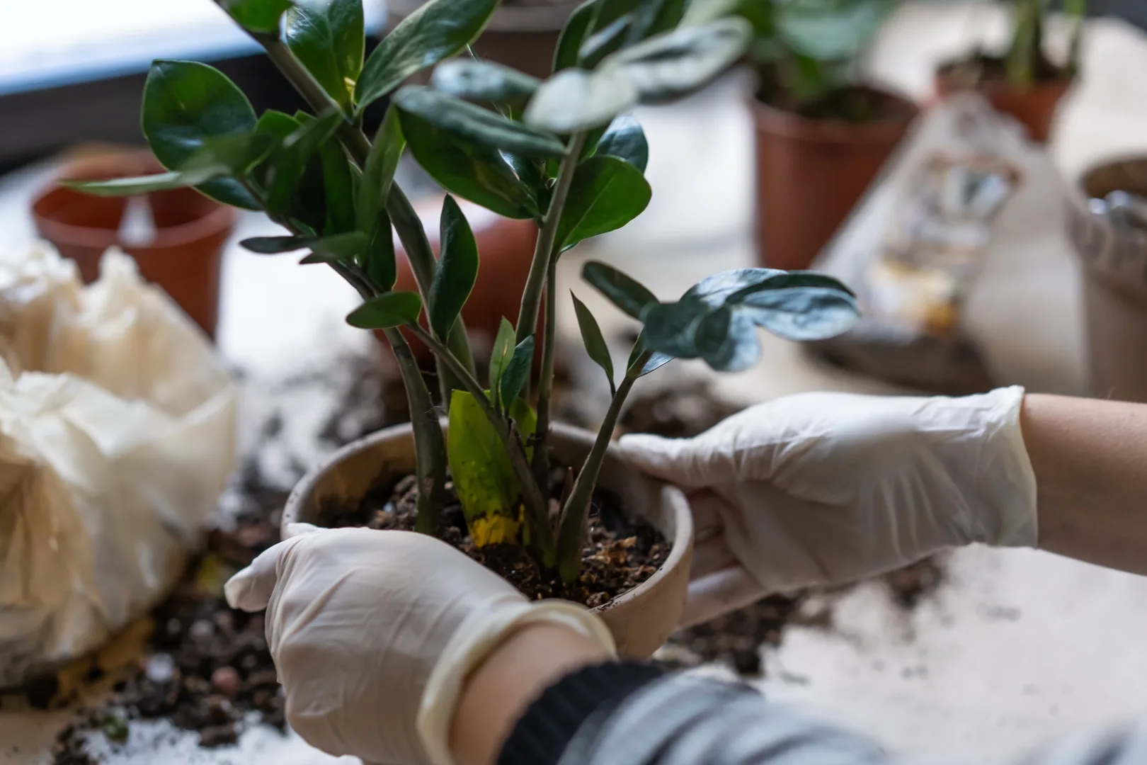 How to Propagate ZZ Plant: Division, Leaf & Stem Methods